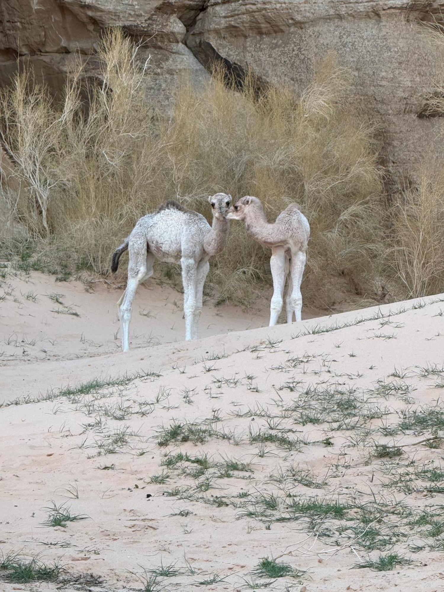 Desert Bird Camp วาดิรัม ภายนอก รูปภาพ