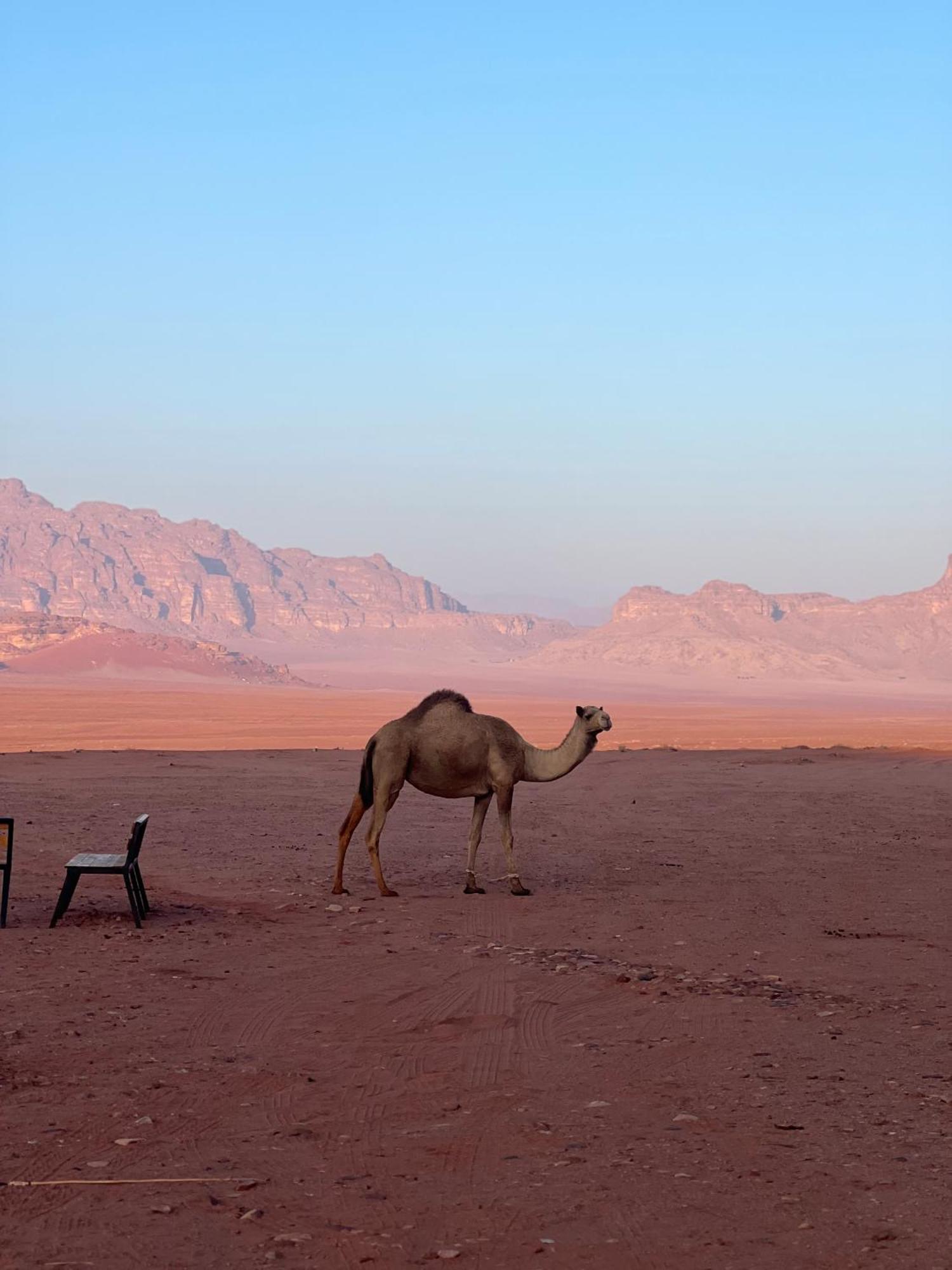 Desert Bird Camp วาดิรัม ภายนอก รูปภาพ